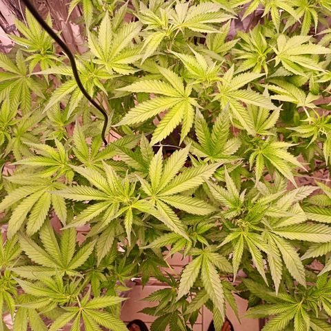Wedding Crasher growlog photo: Corte muchísimas hojas de abanico y de todos modos se ve tupida aunque un poco triste de momento, mañana esperemos esté bien 