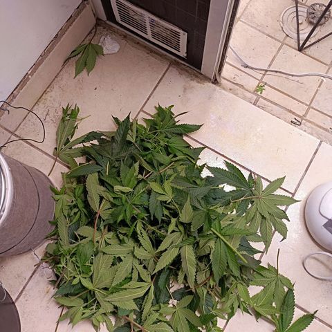 Wedding Crasher growlog photo: Corte muchísimas hojas de abanico y de todos modos se ve tupida aunque un poco triste de momento, mañana esperemos esté bien 