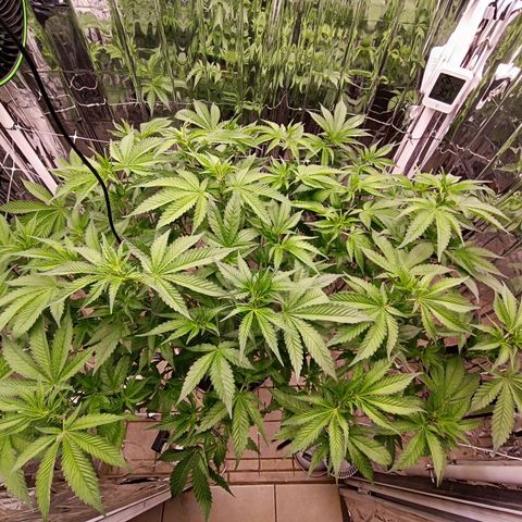 Wedding Crasher growlog photo: Corte muchísimas hojas de abanico y de todos modos se ve tupida aunque un poco triste de momento, mañana esperemos esté bien 