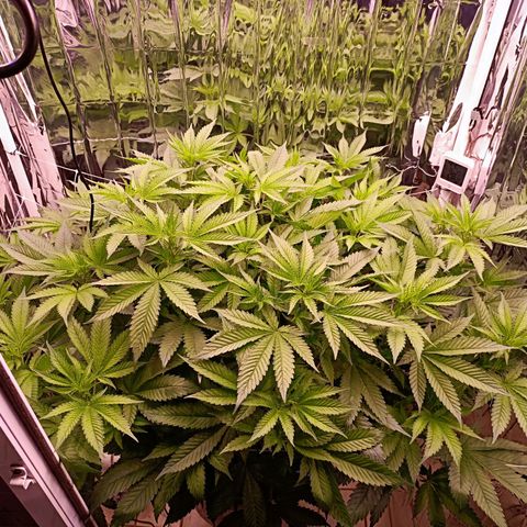 Wedding Crasher growlog photo: Corte muchísimas hojas de abanico y de todos modos se ve tupida aunque un poco triste de momento, mañana esperemos esté bien 