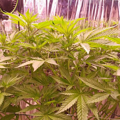 Wedding Crasher growlog photo: Día después de la defoliación parece que le gustó la defoliación, aparecen más pistilos 