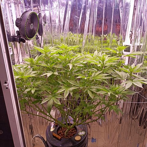 Wedding Crasher growlog photo: Día después de la defoliación parece que le gustó la defoliación, aparecen más pistilos 