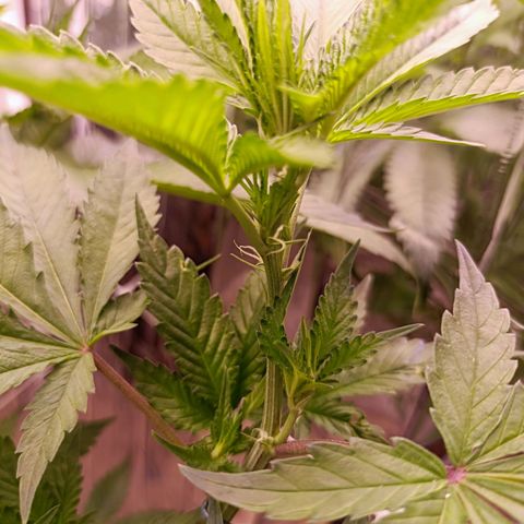 Wedding Crasher growlog photo: Día después de la defoliación parece que le gustó la defoliación, aparecen más pistilos 
