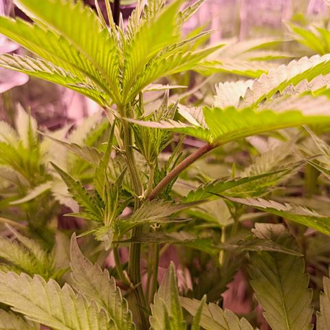 Wedding Crasher growlog photo: Día después de la defoliación parece que le gustó la defoliación, aparecen más pistilos 
