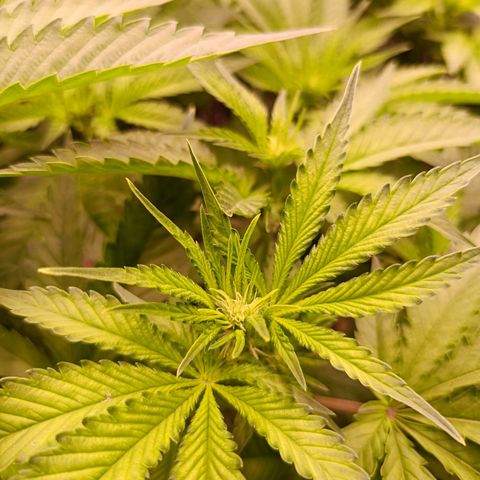 Wedding Crasher growlog timeline photo