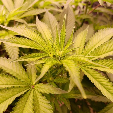 Wedding Crasher growlog timeline photo