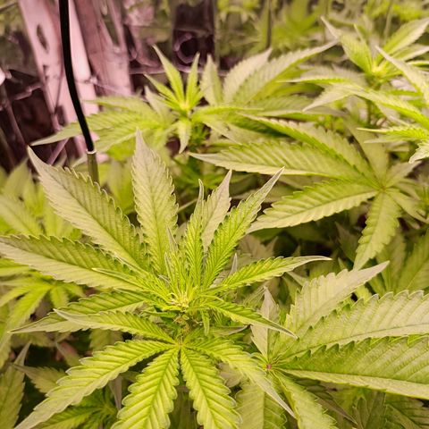 Wedding Crasher growlog timeline photo