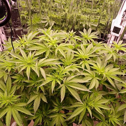 Wedding Crasher growlog timeline photo