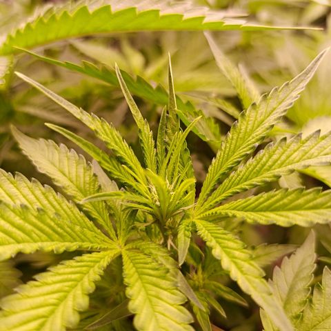 Wedding Crasher growlog timeline photo