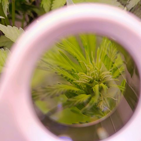 Wedding Crasher growlog timeline photo