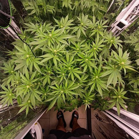 Wedding Crasher growlog timeline photo
