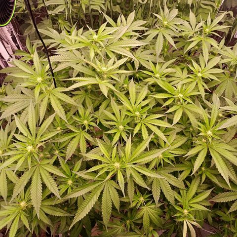 Wedding Crasher growlog timeline photo