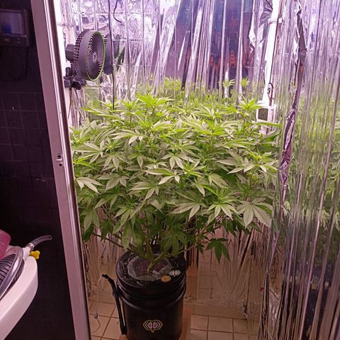 Wedding Crasher growlog timeline photo