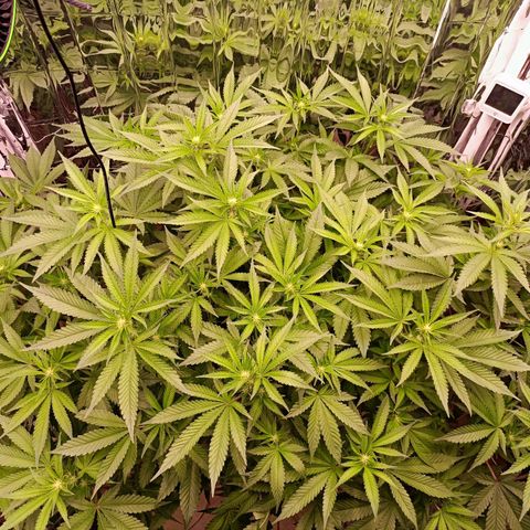 Wedding Crasher growlog timeline photo