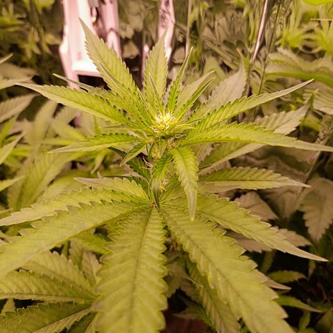 Wedding Crasher growlog timeline photo