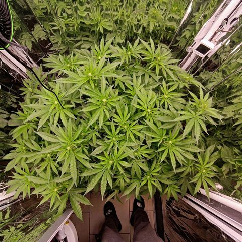 Wedding Crasher growlog timeline photo