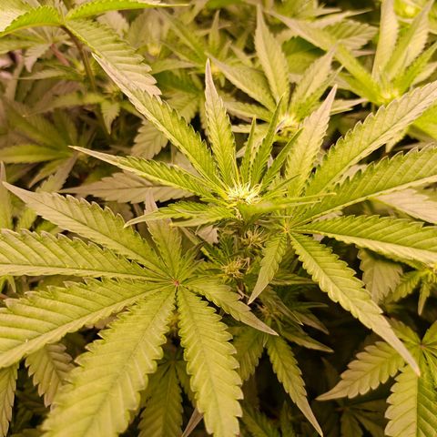 Wedding Crasher growlog timeline photo