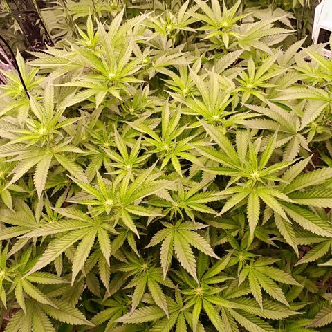 Wedding Crasher growlog timeline photo