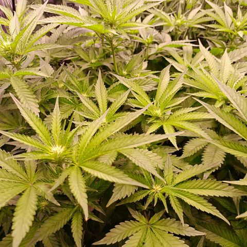 Wedding Crasher growlog timeline photo