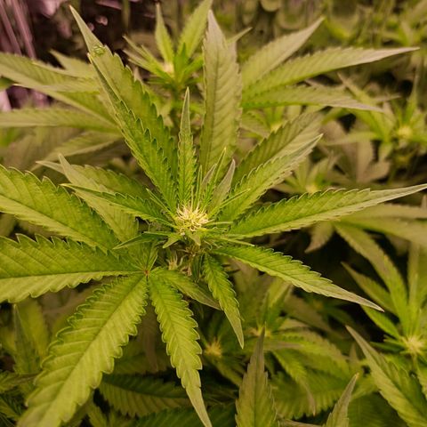 Wedding Crasher growlog timeline photo
