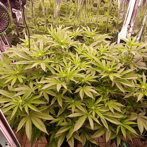 Wedding Crasher growlog timeline photo