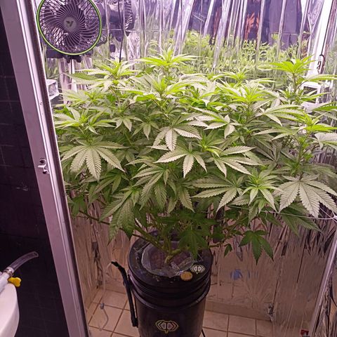 Wedding Crasher growlog timeline photo
