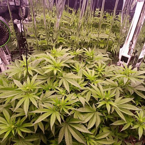 Wedding Crasher growlog timeline photo