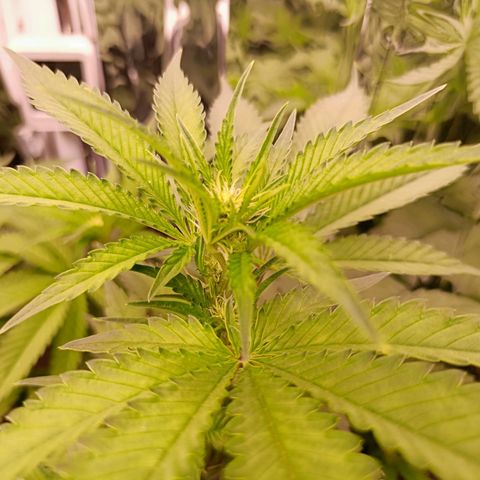 Wedding Crasher growlog timeline photo