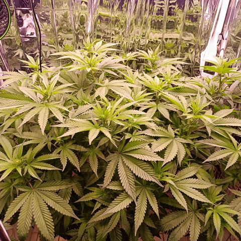 Wedding Crasher growlog timeline photo