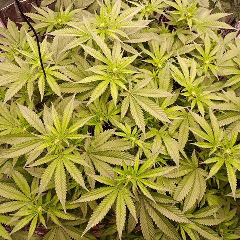 Wedding Crasher growlog timeline photo