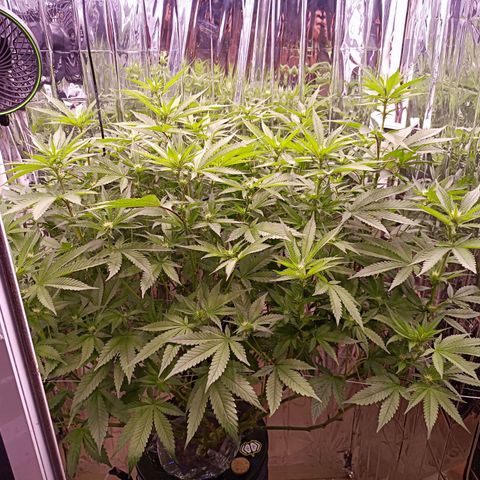 Wedding Crasher growlog timeline photo