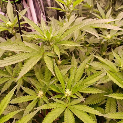Wedding Crasher growlog timeline photo