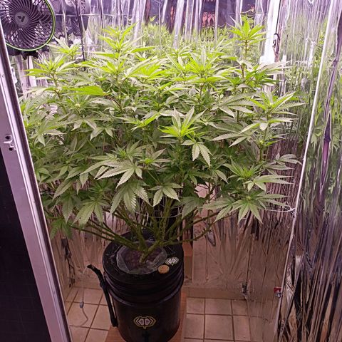 Wedding Crasher growlog timeline photo