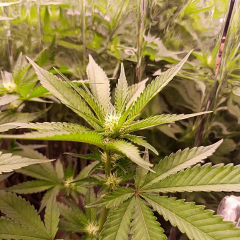 Wedding Crasher growlog timeline photo