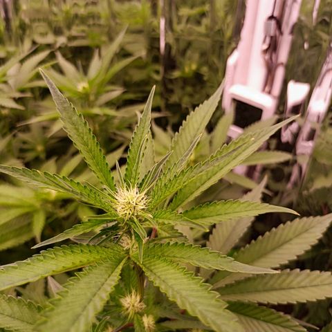 Wedding Crasher growlog timeline photo
