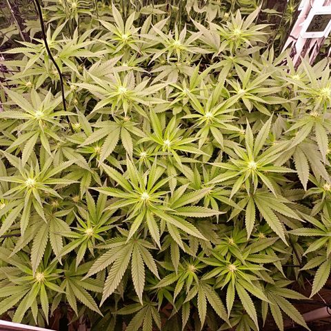 Wedding Crasher growlog timeline photo