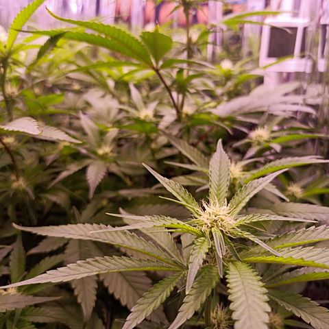 Wedding Crasher growlog timeline photo