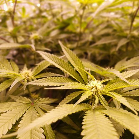Wedding Crasher growlog timeline photo