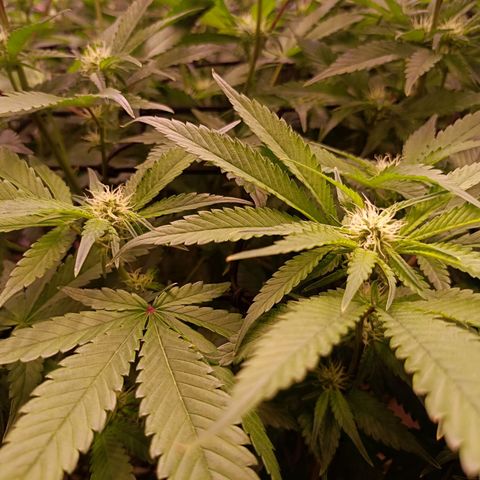Wedding Crasher growlog timeline photo