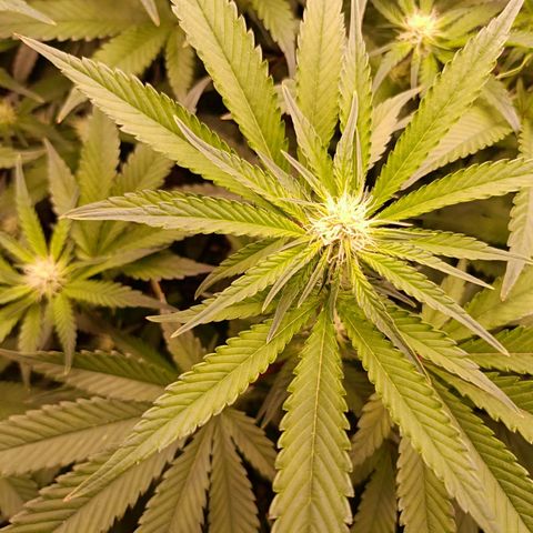Wedding Crasher growlog timeline photo