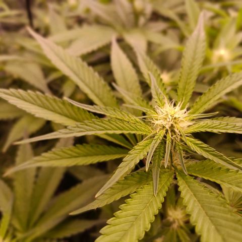 Wedding Crasher growlog timeline photo