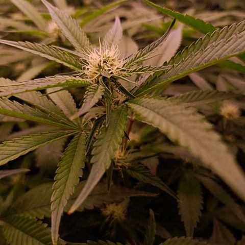 Wedding Crasher growlog timeline photo