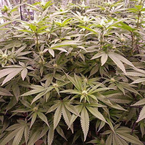 Wedding Crasher growlog timeline photo