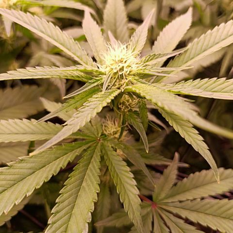 Wedding Crasher growlog timeline photo
