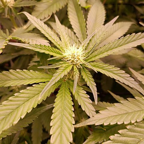 Wedding Crasher growlog timeline photo