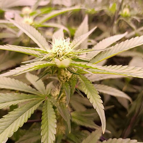 Wedding Crasher growlog timeline photo