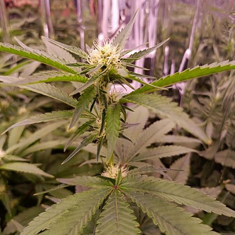 Wedding Crasher growlog timeline photo