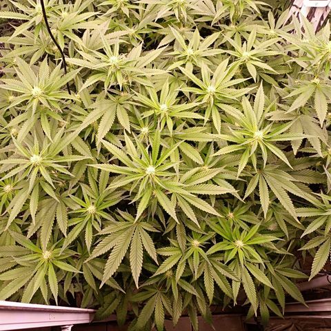 Wedding Crasher growlog timeline photo