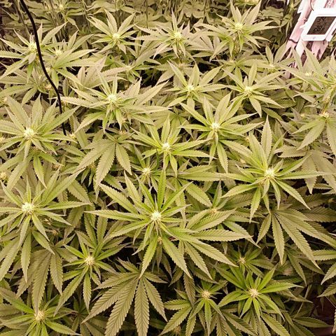 Wedding Crasher growlog timeline photo