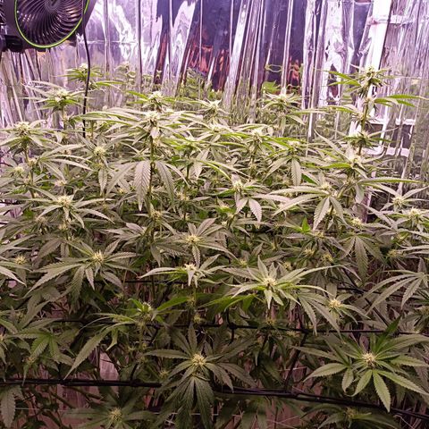 Wedding Crasher growlog timeline photo